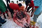 Women collecting the blood from a butchered bearded seal, at Tinitiqilaq, east Greenland, Polar Regions