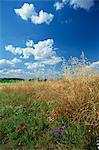 Wild flowers beneath a blue sky and white clouds, Umbria, Italy, Europe