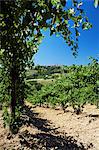 Vue du vignoble de la ville de San Gimignano, Toscane, Italie, Europe