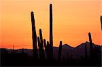 Saguaro cacti (Cereus giganteus), silhouetted at dusk, Saguaro National Park (West), Tucson, Arizona, United States of America (U.S.A.), North America