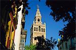 La Giralda, entourée d'arbres, Séville, Andalousie (Andalousie), Espagne, Europe