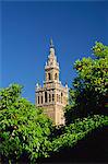 The Giralda framed by orange trees, Seville, Andalucia (Andalusia), Spain, Europe