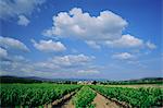 Vineyard under blue sky and white clouds, near Roussillon, Vaucluse, Provence, France, Europe