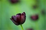 Close-up of Queen of Night Tulip