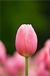 Close-up of Menton Tulip