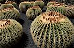 Jardin de Cactus near Guatiza, Lanzarote, Canary Islands, Spain, Europe