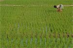 Share-cropper tending rice in paddyfield, Parganas District, West Bengal State, India, Asia