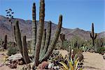Plantes de cactus, Arizona, États-Unis d'Amérique, l'Amérique du Nord