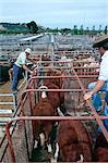 West District bred female cattle at breeders sale, Mortlake, Victoria, Australia, Pacific