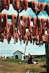 Drying whitefish, Eskimo whaling camp, taken in the 1970s, Beaufort Sea, Northwest Territories, Canada, North America