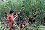 Indiens Yanomami collecte reed pour flèches, au Brésil, en Amérique du Sud