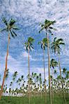 Coconut plantation, Taveuni Island, Fiji, Pacific