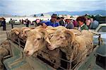 Inspectant des moutons à moutons de clients sur les marchés, Balikchi (Kirghizistan), l'Asie centrale, Asie