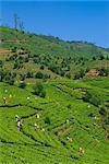 Cueilleurs de thé au travail, Pedro Estate, Nuwara Eliya, Sri Lanka, Asie