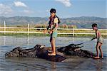 Enfants équitation buffle d'eau, le lac Inle, État Shan, Myanmar (Birmanie), Asie