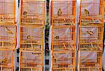 Oiseaux en cage à vendre, Yuen Po rue Bird Garden, Mong Kok, Kowloon, Hong Kong, Chine, Asie