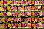 Paquets de graines, Bloemenmarkt (marché aux fleurs), Amsterdam, Pays-Bas, Europe