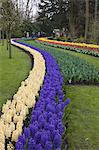 Colourful border of hyacinths, Keukenhof, park and gardens near Amsterdam, Netherlands, Europe