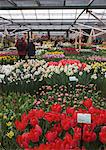 Displays of tulips, Keukenhof, park and gardens near Amsterdam, Netherlands, Europe
