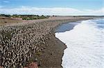 Recueillir des milliers de manchots de Magellan à Punta Tombo pour se reproduire, Chubut, en Argentine, en Amérique du Sud