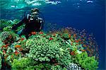 Diver mit Anthias Fische schwimmen um harte Korallen, Laguna Reef, Straße von Tiran, Rotes Meer, Ägypten, Nordafrika, Afrika