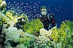 Diver with Anthias fish swimming around hard coral, Gordon Reef, Straits of Tiran, Red Sea, Egypt, North Africa, Africa