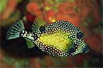 Lisser trunkfish (Lactophrys triqueter), Tobago, Antilles, Caraïbes, Amérique centrale