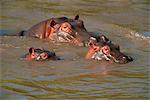 Hippos (Hippopotamus amphibius) relaxing in the Mara River, Masai Mara, Kenya, East Africa, Africa