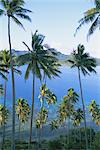 Palm trees at Matangi island, Qamea island in background, Fiji, South Pacific islands, Pacific