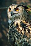 Européenne eagle owl, New Forest Owl Sanctuary, Ringwood, Hampshire, Angleterre, Royaume-Uni, Europe