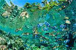Crowd of tropical reef fish including scissortail sergeants and grunts, Solomon Islands, Pacific Ocean
