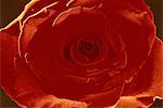 Portrait d'une seule rose rouge