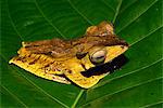 Espèce non identifiée de grenouille arboricole de Bornéo trouvé dans la forêt tropicale primaire, vallée de Danum, Sabah, Borneo, Malaisie, Asie du sud-est, Asie