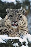 Rare and endangered snow leopard (Panthera uncia), Port Lympne Zoo, Kent, England, United Kingdom, Europe