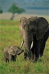 Femelle et veau, éléphant d'Afrique, Masai Mara National Reserve, Kenya, Afrique de l'est, Afrique