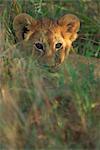 Lion cub (Panthera leo) in grass, Masai Mara, Kenya, East Africa, Africa