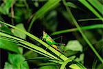 Grasshopper perched on grasses for the night, Sabah Sukau, Malaysia, Borneo, Southeast Asia, Asia