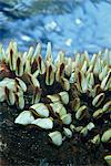 Colony of barnacles on a log, Walindi, Papua New Guinea, Pacific