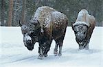 Bison à pied à travers la tempête hivernale, Yellowstone National Park, patrimoine mondial de l'UNESCO, Montana, États-Unis d'Amérique, Amérique du Nord