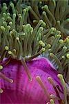 Giant anemones, prolific throughout the Indo-Pacific, Sabah, Borneo, Malaysia, Southeast Asia, Asia