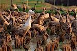 Domestic ducks feeding in rice paddy at Ubud, central Bali, Indonesia, Southeast Asia, Asia