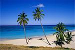 Palmen am Strand, Antigua, Caribbean, Karibik, Mittelamerika