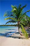 Palmier tropical de plage de Bávaro, République dominicaine, Antilles, Caraïbes, Amérique centrale