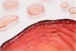 Close-up of blood cells