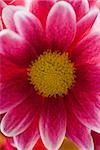 Close-up of a flower