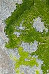 Close-up of lichen on rock