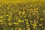 Flowers in a field