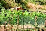 Kettenschloss Zaun in einem Feld, Nationalpark Cinque Terre, La Spezia, Ligurien, Italien