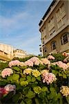 Low angle view of flowers with buildings in the background, Biarritz, Basque Country, Pyrenees-Atlantiques, Aquitaine, France