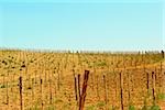 Vue grand angle sur un vignoble, Province de Sienne, Toscane, Italie